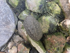 Onchidium