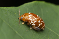 Asiophrida scaphoides