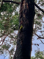 Nesoptilotis leucotis leucotis