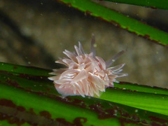 Aeolidia