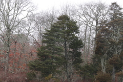 Chamaecyparis thyoides thyoides