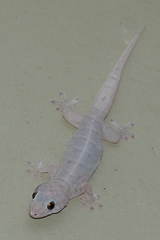 Gehyra australis