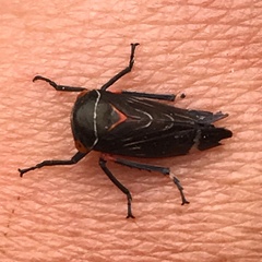 Eurymeloides