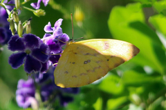 Catopsilia gorgophone