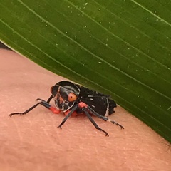 Eurymeloides