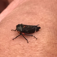Eurymeloides