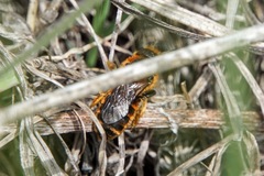 Osmia rufohirta