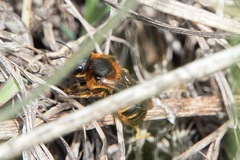 Osmia rufohirta