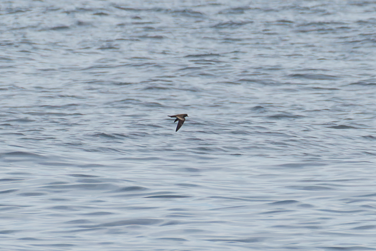 Swinhoe's Storm Petrel