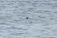 Hydrobates monorhis