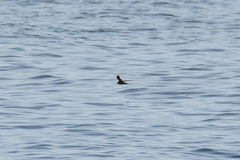 Hydrobates monorhis