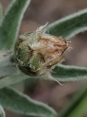 Psephellus sibiricus