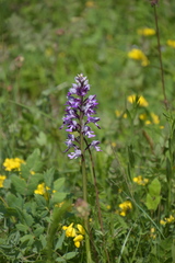 Orchis militaris