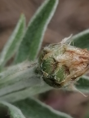 Psephellus sibiricus