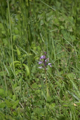 Orchis militaris