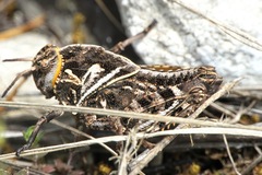 Prionotropis hystrix