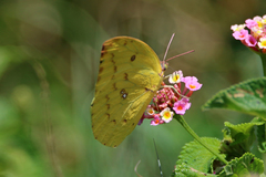 Catopsilia gorgophone
