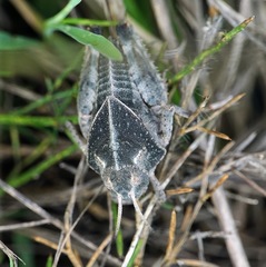 Prionotropis hystrix