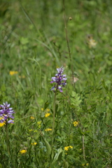 Orchis militaris