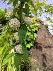 Spiraea nervosa