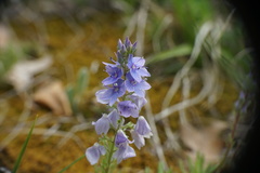 Veronica dalmatica