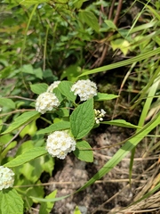 Spiraea nervosa