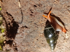 Zoniferella albobalteata