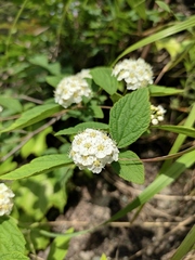 Spiraea nervosa
