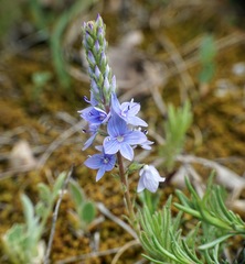 Veronica dalmatica
