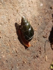 Zoniferella albobalteata