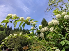Spiraea nervosa
