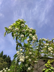Spiraea nervosa