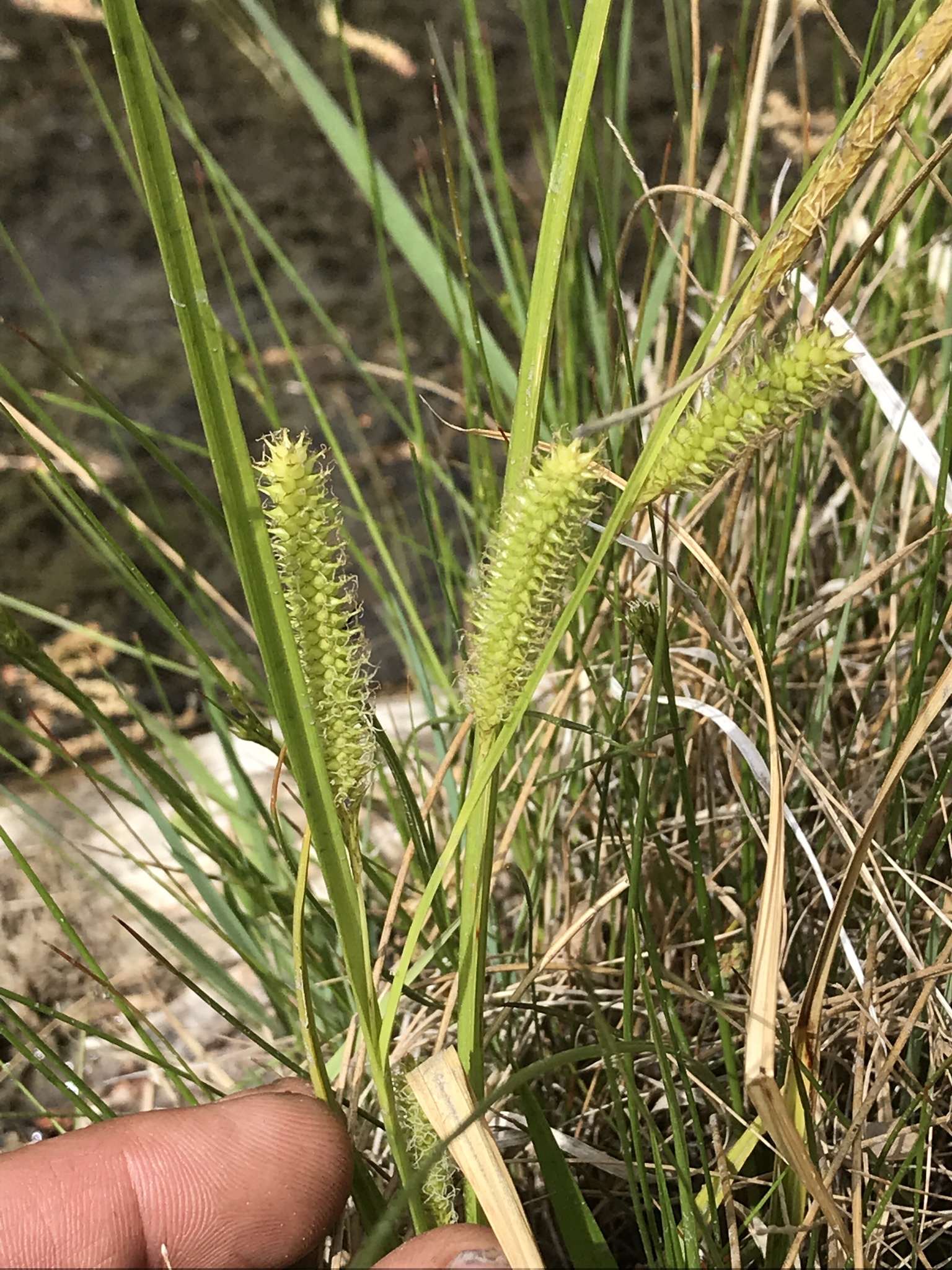 Carex thurberi