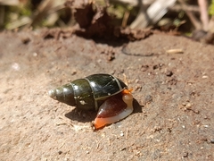 Zoniferella albobalteata