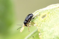 Cryptocephalus flavipes