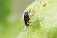 Cryptocephalus flavipes