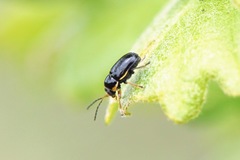 Cryptocephalus flavipes