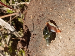 Zoniferella albobalteata