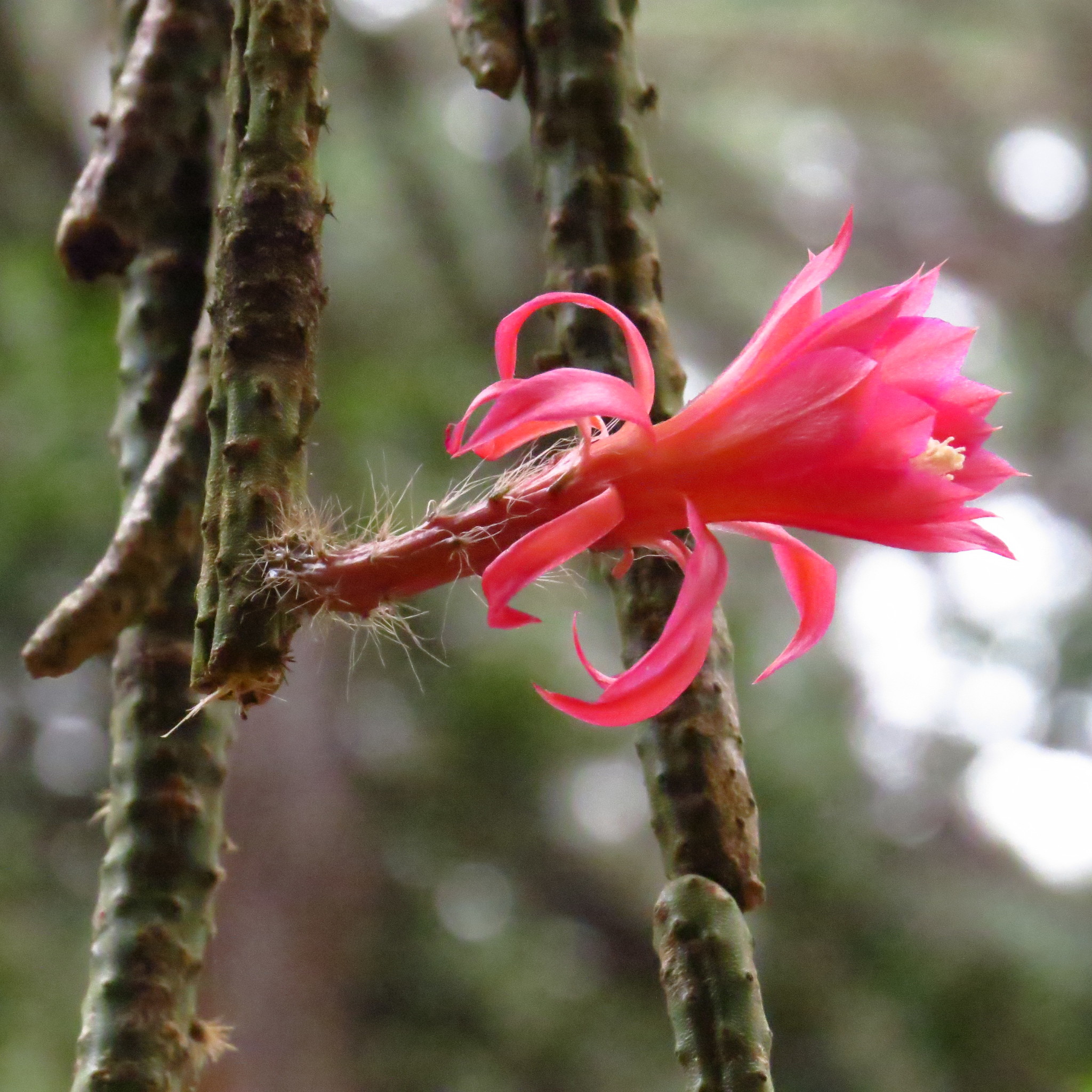 Cacto Junco Espinoso (Aporocactus martianus) · iNaturalist Ecuador