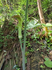 Arisaema erubescens