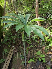 Arisaema erubescens