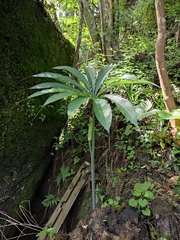 Arisaema erubescens