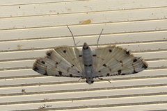 Pycnarmon cribrata