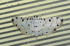 Pycnarmon cribrata
