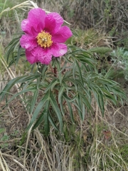 Paeonia hybrida