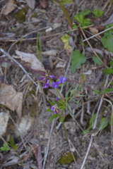 Lathyrus vernus