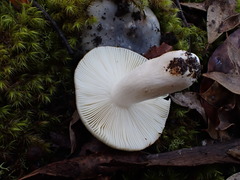 Russula iterika