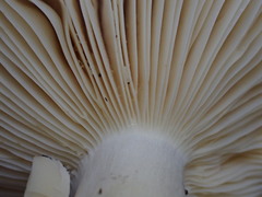 Russula iterika
