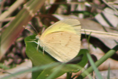 Eurema herla