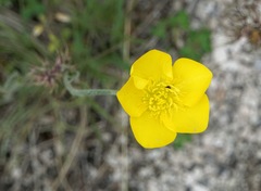 Ranunculus illyricus